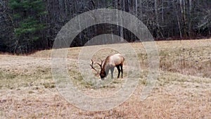 Cataloochee Elk