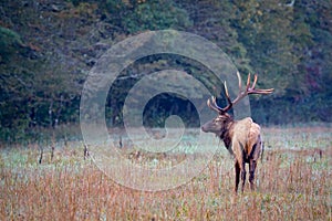 Cataloochee male elk with large rack