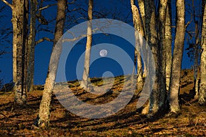 Cataloochee Valley moonset