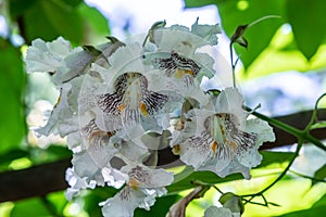 Catalpa bignonioides medium sized deciduous ornamental flowering tree, branches with groups of white cigartree flowers, buds and photo