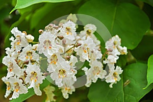 Catalpa blooming spring, macro