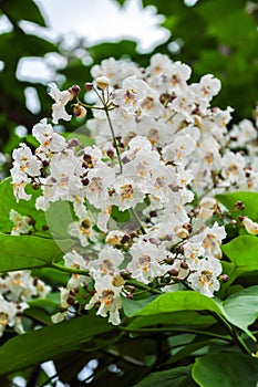 Catalpa blooming spring, macro