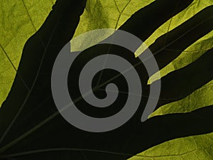 Catalpa Leaf Backlit with Hand Shadow