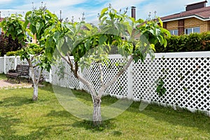 Catalpa ornamental trees planted along white plastic fence. Landscaping of the house territory