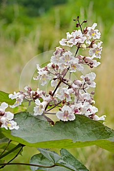 Catalpa ovata flowers