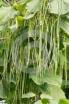 Catalpa ovata fruits