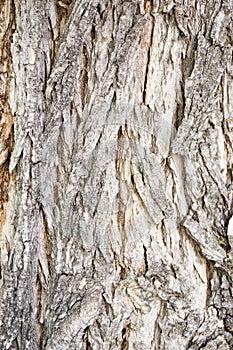 Catalpa tree bark