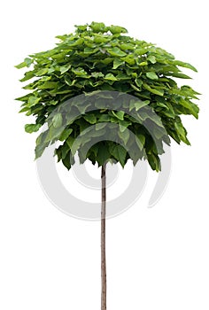 Catalpa tree isolated on white