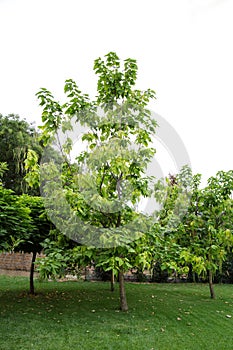 Catalpa tree plant in nature on green grass. Landscaping tree in backyard on lawn in summer day outside