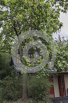 Catalpa Tree with Seed Pods