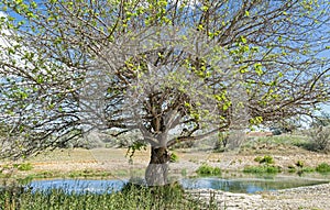 A catalpa tree sprouting new leaves in early spring by a stream