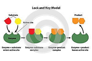 Catalyst Lock And Key Model