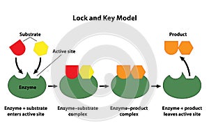 Catalyst Lock And Key Model photo