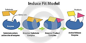 Catalysts and enzymes induced fit model