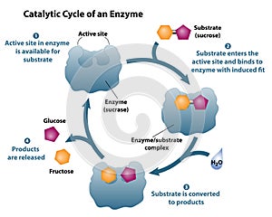 Catalytic Cycle of an Enzyme