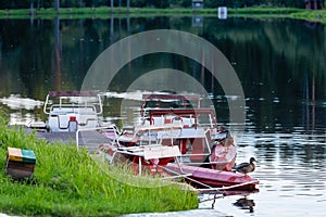 Catamarans for walks in forest