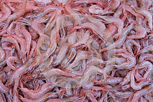 Catania, Sicily, Italy. Red prawns, typical mediterranean sea fish sold in Sicilian markets