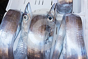 Catania, Sicily, Italy. Saber fish pesce spatola, typical mediterranean sea fish sold in Sicilian markets