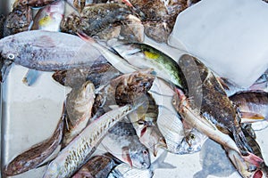 Catania, Sicily, Italy. Typical mediterranean sea fish sold in Sicilian markets