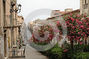 Catania Street Scene photo