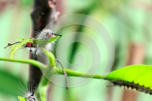 Catapillar is crawling leaf.