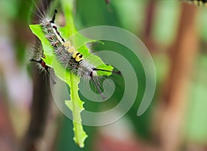 Catapillar is crawling leaf.