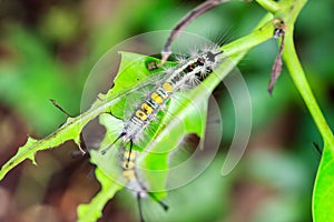 Catapillar is crawling leaf.