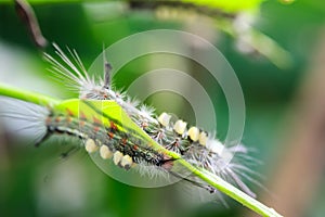 Catapillar crawling mango leaf.