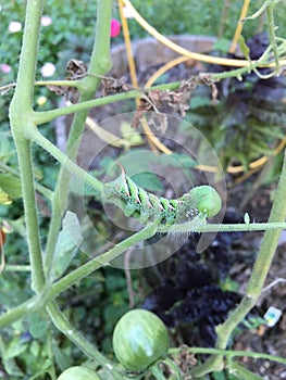 Catapillar on tomato vine