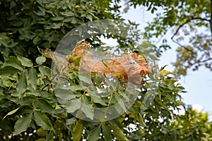 Nest of the fall webworm on the leaves of a tree.