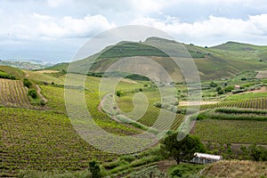 Catarratto Grapes Vineyard in Trapani Region