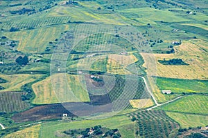 Catarratto Grapes Vineyard in Trapani Region