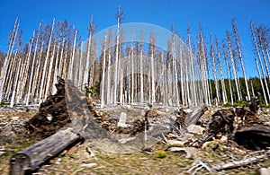 Catastrophic forest dies in Germany. Through climate change, drought and the bark beetle. Dynamism through motion blur
