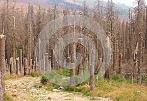 Catastrophic forest dying in the Harz mountains in Germany