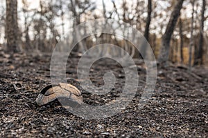 Catastrophic results of massive wildfires in Evros region of Greece, recovery and prevention measures, dead turtle