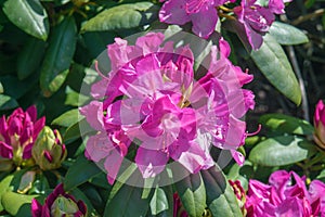 Catawba Rhododendron flower Cluster
