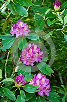 Catawba Rhododendron Flowers- Rhododendron catawbiense