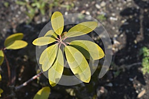 Catawba rhododendron Grandiflorum