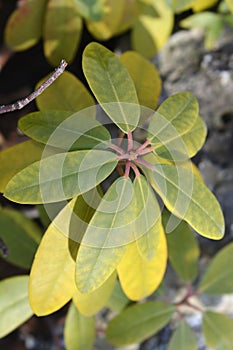 Catawba rhododendron Grandiflorum