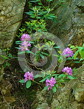 Catawba Rhododendron - Rhododendron catawbiense