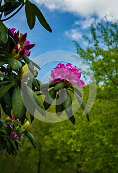 Catawba Rhododendron, Rhododendron catawbiense