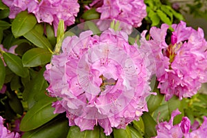 Catawba Rhododendron (Rhododendron catawbiense)