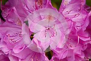 Catawba Rhododendron (Rhododendron catawbiense)