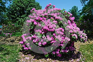 Catawba Rhododendron - Rhododendron catawbiense