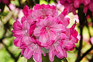 Catawba Rhododendron - Rhododendron catawbiense