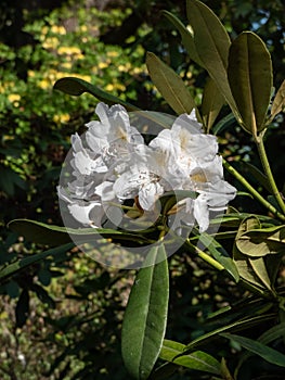 Catawba rhododendron (Rhododendron catawbiense) \'Album\' flowering with lavender buds open into white flowers