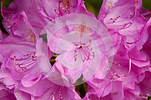 Catawba Rhododendron (Rhododendron catawbiense) photo