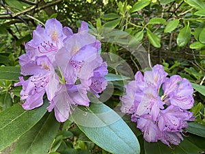 Catawba rhododendron Rhododendron catawbiense or Rhododendron Hybride Catawbiense Grandiflorum / The Botanical Garden Zurich