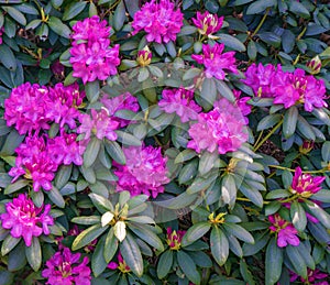 Catawba Rhododendron Shrub in Full Bloom