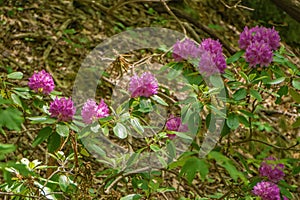 Catawba Rhododendron Shrub â€“ Rhododendron catawbiense